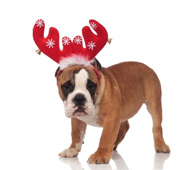 sevimli İngilizce bulldog beyaz zemin üzerine kırmızı Ren geyiği boynuzları dururken giyen yan görünüm