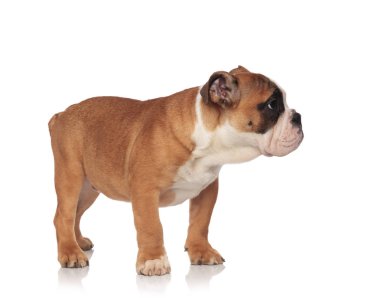 yan görünüm küçük kahverengi ve beyaz beyaz arka plan üzerinde duran ve tarafına bakarak İngilizce bulldog