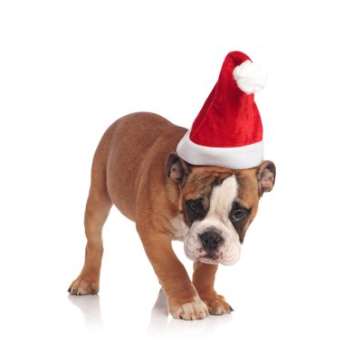 şirin santa İngilizce bulldog beyaz arka plan üzerinde duran bir koku alır