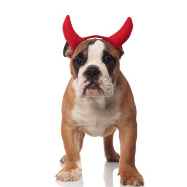güzel kahverengi İngilizce bulldog şeytan beyaz arka plan üzerinde dururken Cadılar Bayramı için giyinmiş
