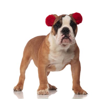 yan duran beyaz zemin üzerine kırmızı earmuggs giyen meraklı İngilizce bulldog görünüyor