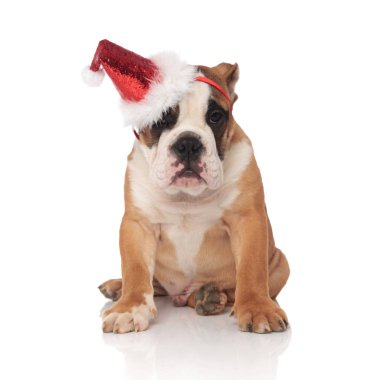 Beyaz arka plan üzerinde oturan ve tarafına bakarak süre parlayan bir kap Santa İngilizce bulldog giyer