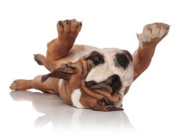 çok güzel İngilizce bulldog sırtında yatarken ve pençeleri oynarken, beyaz arka plan üzerinde seyir