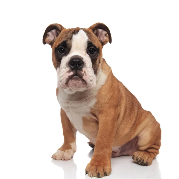 Lindo Marrón Inglés Bulldog Sentado Sobre Fondo Blanco —  Fotos de Stock