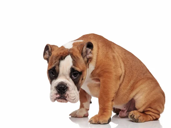 Sorgliga Engelska Bulldog Sitter Vit Bakgrund Med Huvudet Ner — Stockfoto