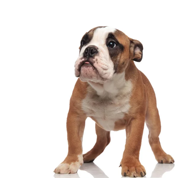 Beyaz Arka Plan Üzerinde Dururken Yanına Meraklı Kahverengi Ngilizce Bulldog — Stok fotoğraf