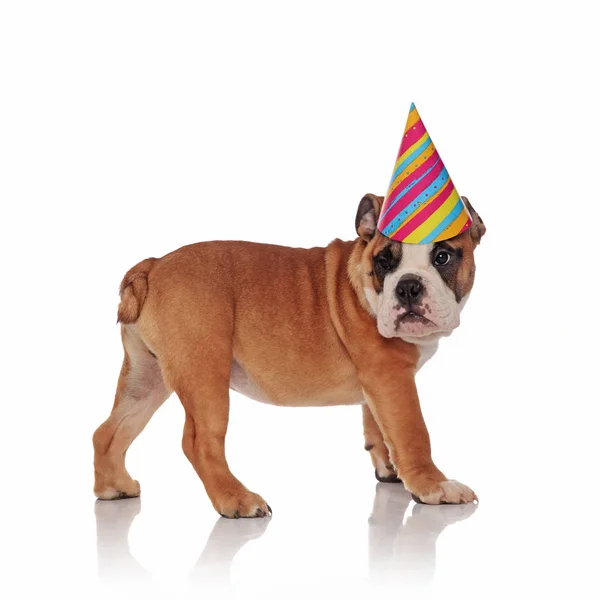 Vista Lateral Aniversário Inglês Bulldog Olhando Para Trás Fundo Branco — Fotografia de Stock