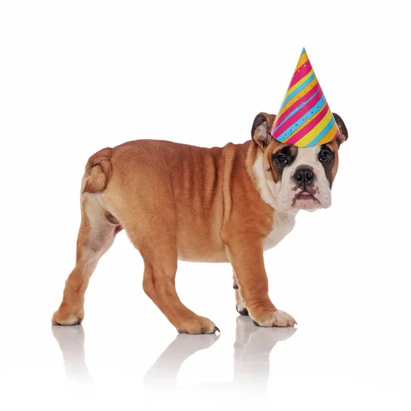 Side View Cute Brown English Bulldog Birthday Hat Standing White — Stock Photo, Image