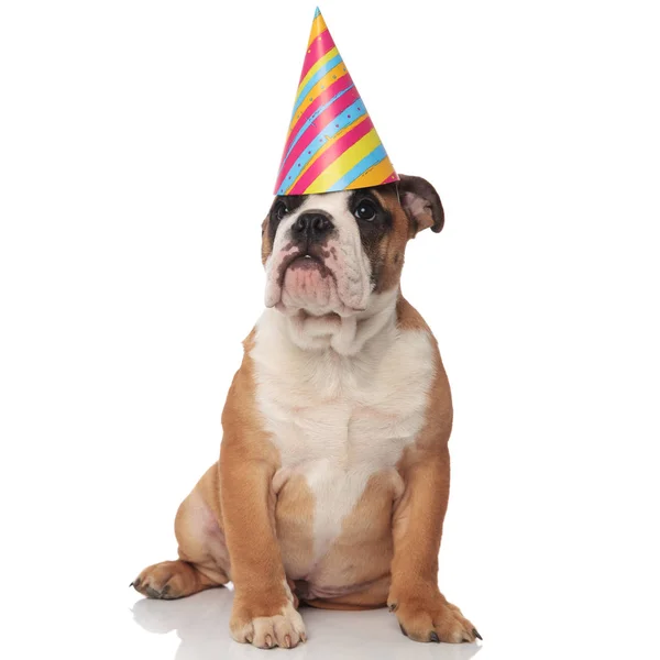 Divertido Bulldog Inglés Sentado Mira Pastel Cumpleaños Sobre Fondo Blanco —  Fotos de Stock