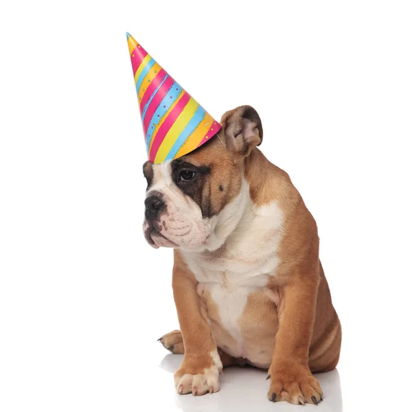 Curious Birthday English Bulldog Looks Side While Sitting White Background — Stock Photo, Image
