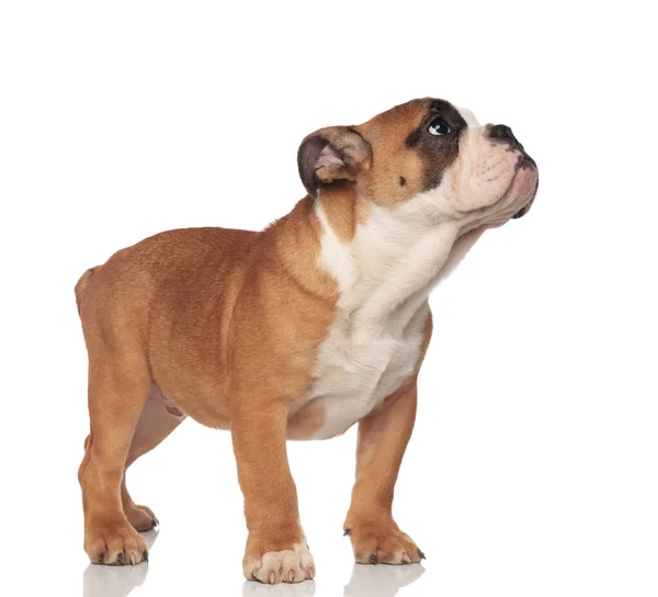 Adorable English Bulldog Looks Side Puppy Eyes While Standing White — Stock Photo, Image