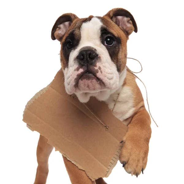 Primer Plano Caminar Bulldog Inglés Con Ganas Ser Adoptado Sobre — Foto de Stock