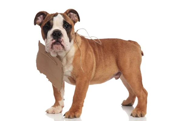 Side View English Bulldog Begging Carton Sign Its Neck Standing — Stock Photo, Image