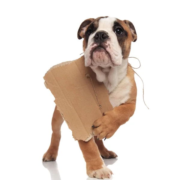 Bedelaar Engels Bulldog Opgezocht Verwijst Naar Het Teken Terwijl Staande — Stockfoto