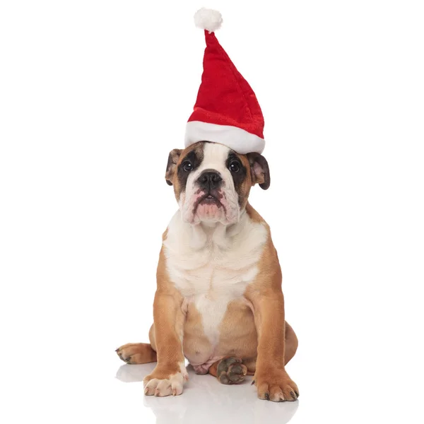 Adorável Marrom Inglês Bulldog Com Santa Cap Sentado Fundo Branco — Fotografia de Stock