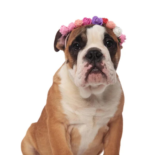 Primo Piano Seduto Bulldog Inglese Indossa Fiori Freschi Fascia Sfondo — Foto Stock