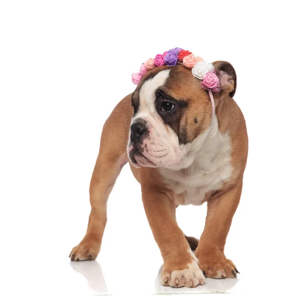 Adorável Curioso Inglês Bulldog Vestindo Flores Coroa Headband Enquanto Sobre — Fotografia de Stock