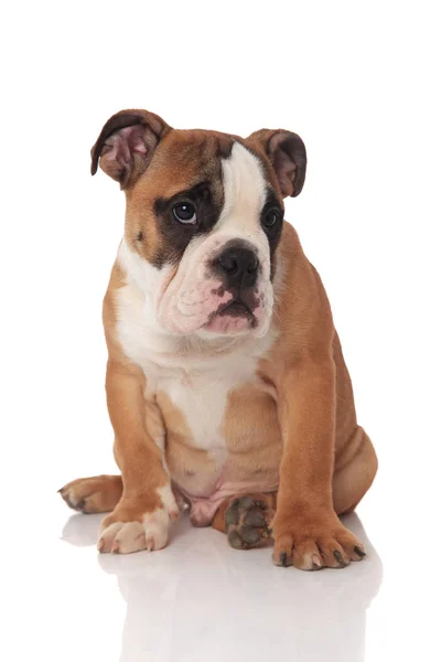 Adorable Marrón Inglés Bulldog Cachorro Sentado Sobre Fondo Blanco — Foto de Stock