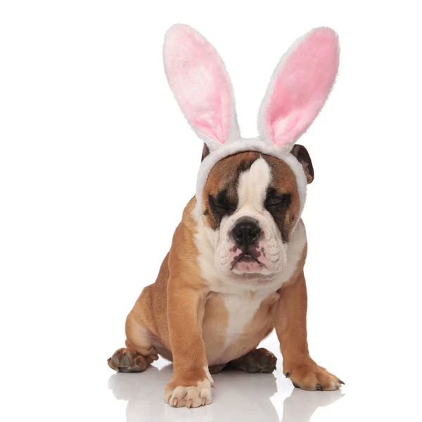 Lustige Englische Bulldogge Mit Rosa Kaninchenohren Und Geschlossenen Augen Auf — Stockfoto