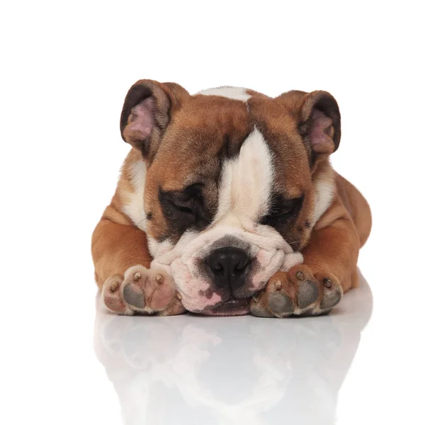 Stanco Bulldog Inglese Dormire Mentre Sdraiato Sulla Pancia Sfondo Bianco — Foto Stock