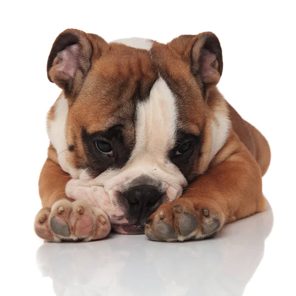Sdraiato Bulldog Inglese Marrone Loking Triste Depresso Con Testa Tra — Foto Stock