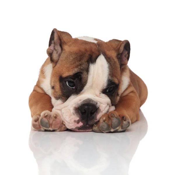 Schattig Moe Engels Bulldog Liggend Witte Achtergrond Met Hoofd Zijn — Stockfoto