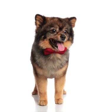 kırmızı papyon ile zarif nefes nefese pom beyaz arka plan üzerinde duruyor ve aşağı tarafına görünüyor