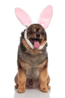 nefes nefese Paskalya bunny tarafına beyaz arka plan üzerinde görünüyor gibi giyinmiş pom oturmuş