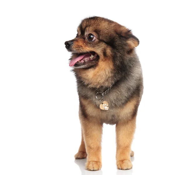 Curious Little Pom Dog Panting Looking Side While Standing White — Stock Photo, Image