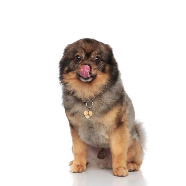 Cute Seated Pomeranian Necklace Licks His Nose White Background — Stock Photo, Image