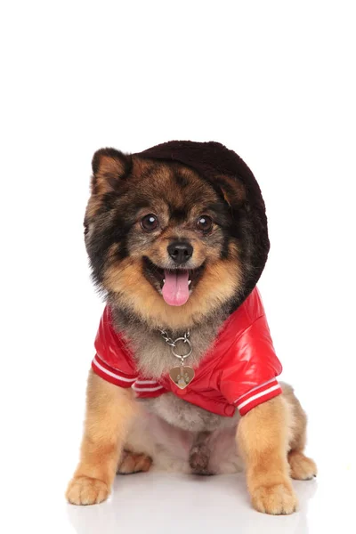 Fresco Pomeranian Sentado Con Chaqueta Cuero Rojo Jadeo Sobre Fondo —  Fotos de Stock