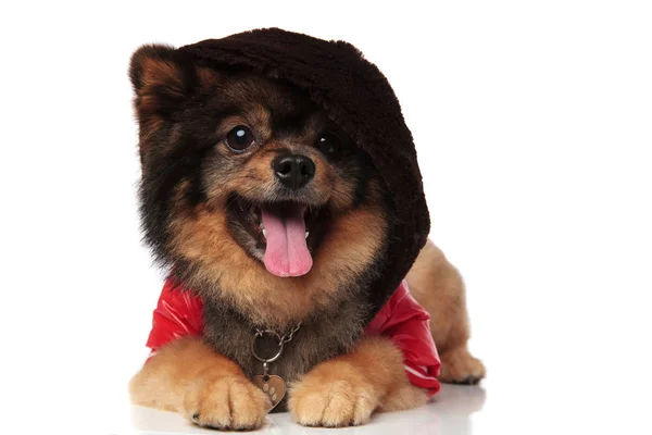 Ofegante Pomeranian Com Casaco Vermelho Capuz Cabeça Deitado Fundo Branco — Fotografia de Stock