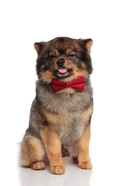 Engraçado Sentado Pom Com Bowtie Vermelho Parece Sarcástico Lado Enquanto — Fotografia de Stock