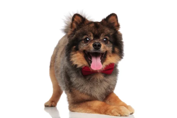 Animado Pomeranian Com Bowtie Vermelho Deitado Frente Pernas Fundo Branco — Fotografia de Stock