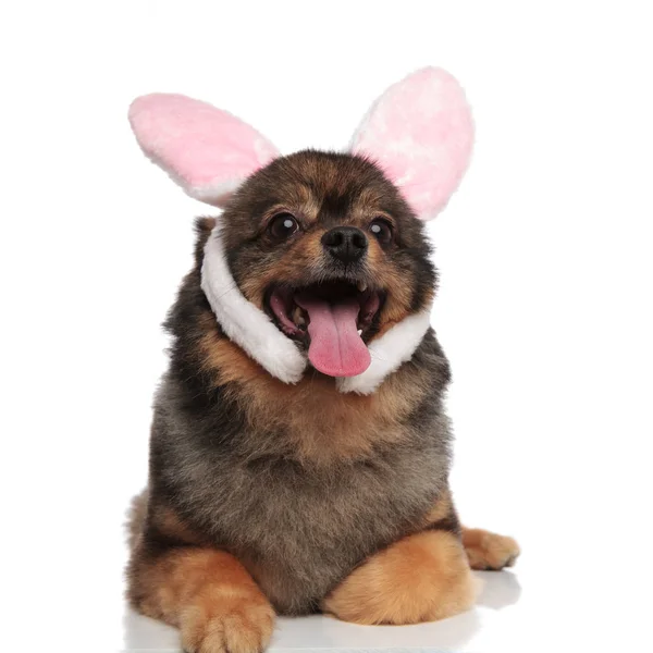 Cute Brown Pom Pink Bunny Ears Headband Panting Lying White — Stock Photo, Image