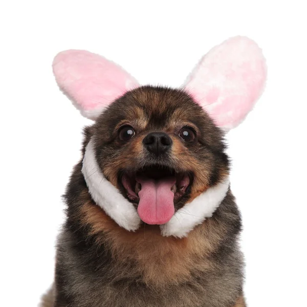 Close Adorable Panting Pomeranian Pink Rabbit Ears Standing White Background — Stock Photo, Image