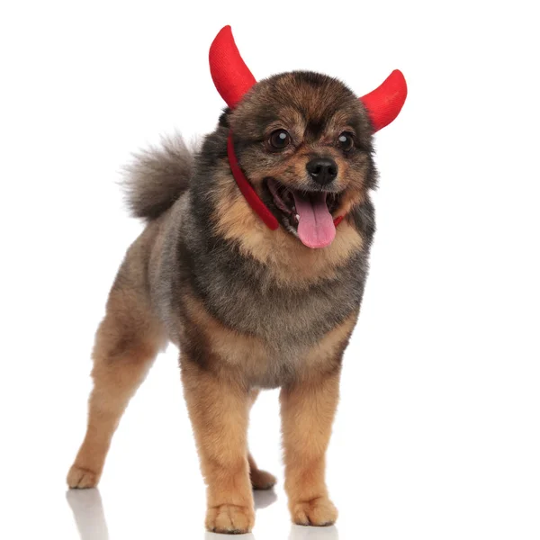 Şirin Şeytan Pomeranian Ayakta Beyaz Arka Plan Üzerinde Yan Için — Stok fotoğraf