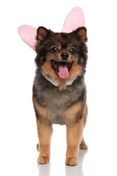Happy Brown Pom Easter Bunny Ears Standing White Background Panting — Stock Photo, Image