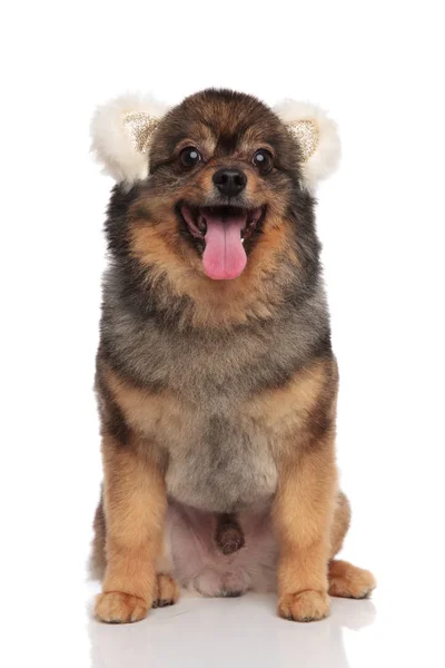 Funny Brown Pomeranian Bear Ears Headband Sitting White Background Panting — Stock Photo, Image