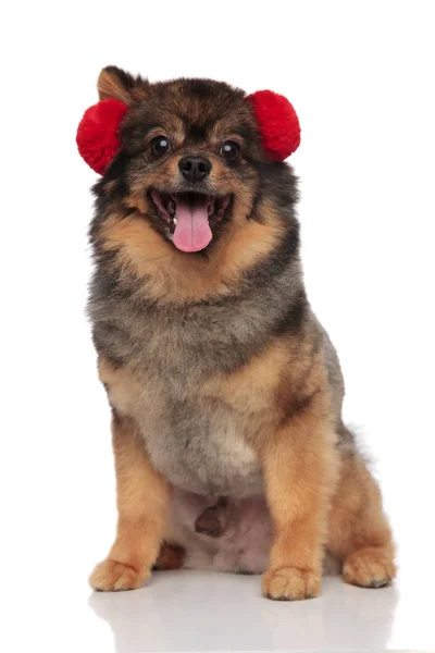 Lovely Brown Pom Dog Red Earmuffs Sitting White Background Panting — Stock Photo, Image