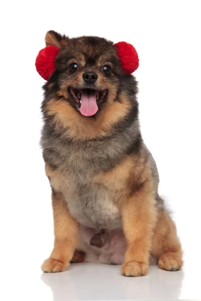 Precioso Perro Pom Marrón Con Orejeras Rojas Sentado Sobre Fondo —  Fotos de Stock