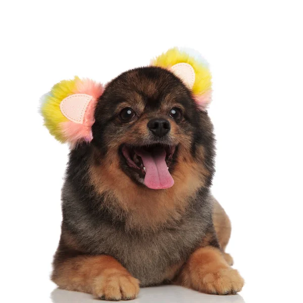 Adorable Panting Pom Colorful Ears Headband Lying White Background Looking — Stock Photo, Image