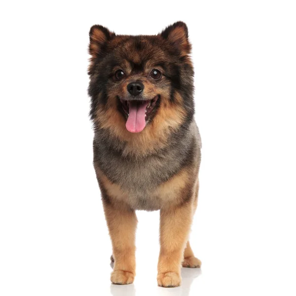 Adorable Panting Brown Pomeranian Looks Side While Standing White Background — Stock Photo, Image