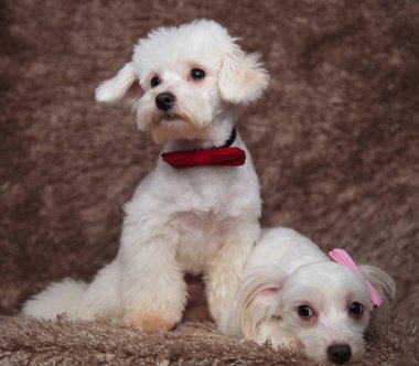 bir yalan ve diğer tarafına bakarak kahverengi kürk arka plan üzerinde oturan ile zarif bichon çift