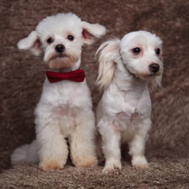 iki beyefendi bichons kahverengi kürk arka plan üzerinde otururken karşı taraf arıyorsunuz