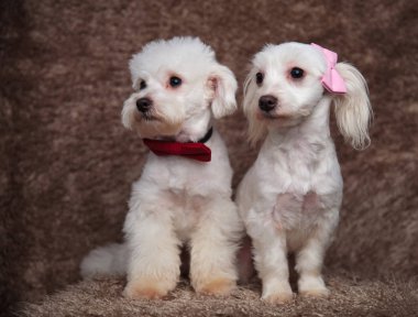 kahverengi kürk arka plan üzerinde oturan ve tarafına bakarak iki şık bichons