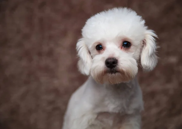 Aranyos Szőrös Bichon Szeretnének Oldalán Ülve Barna Szőr Háttér Vezetője — Stock Fotó