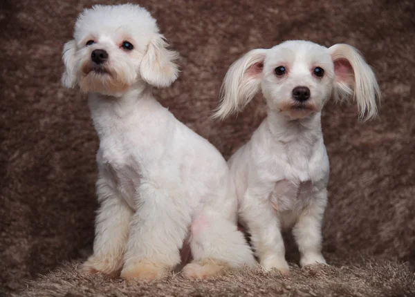 Sorpresa Pareja Bichon Sentado Piel Marrón Con Los Ojos Abiertos — Foto de Stock