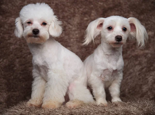 Dos Bichons Blancos Adorables Que Sientan Fondo Marrón Piel Mirando — Foto de Stock