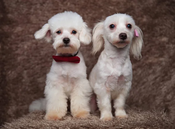 Beau Couple Bichons Avec Des Noeuds Papillons Rouges Roses Assis — Photo